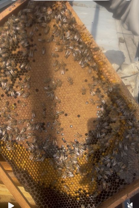 Пчелосемья өте  жаксы жағдайда