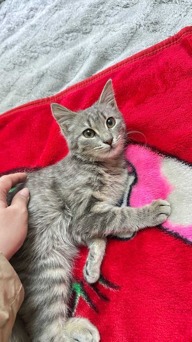 Отдам в хорошие руки