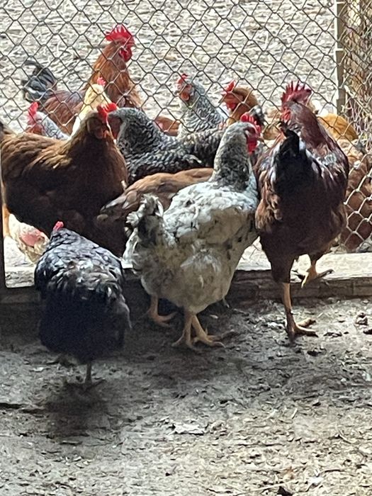 Oua de la gaini de casa crescute in libertate