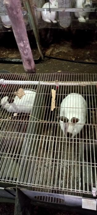 Куёнлар ва болалари сотилади