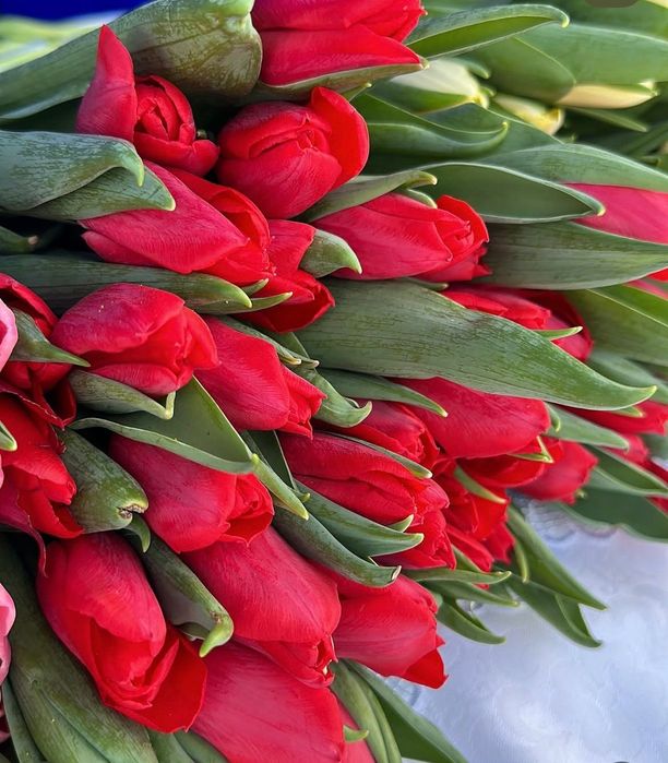 Голландские тюльпаны оптом и в розницу