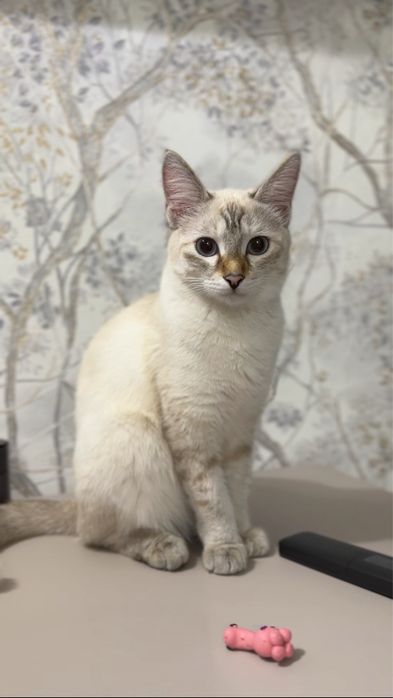Отдам тайскую котенка-девочку