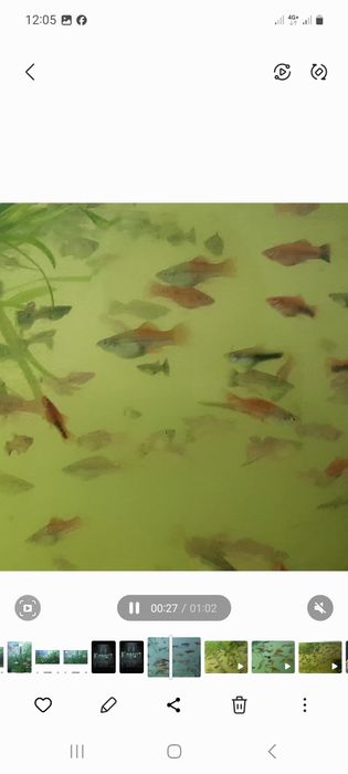 Меченосцы   аквариум  рыбки