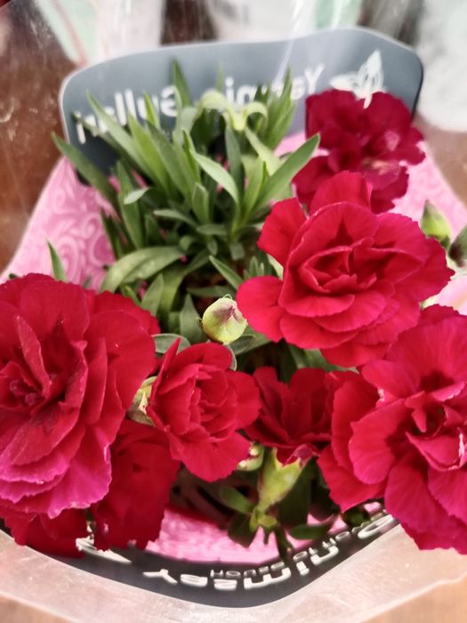 Комнатные цветы на подарок