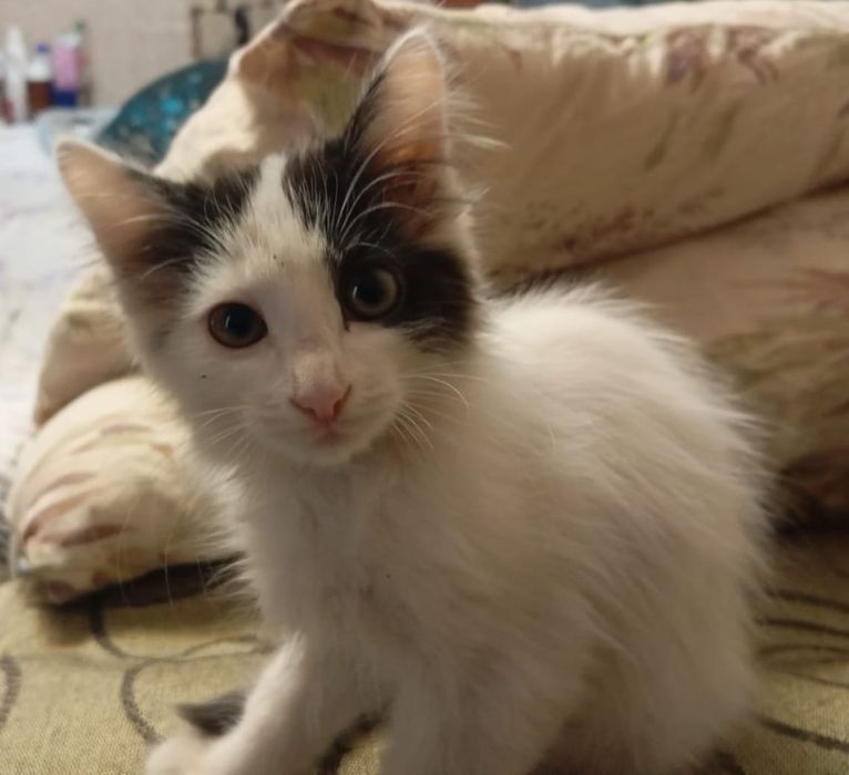 Котята - девочки, бесплатно.