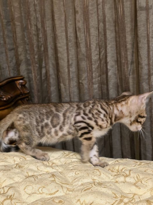 Бенгалски котета