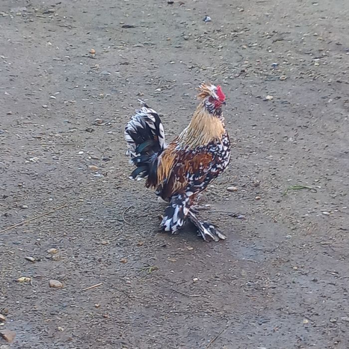 Cocoși struma bantan și wiandote