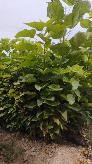 Саженцы все виды