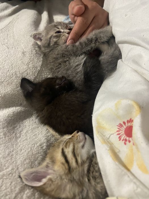 Продаются породистые котята