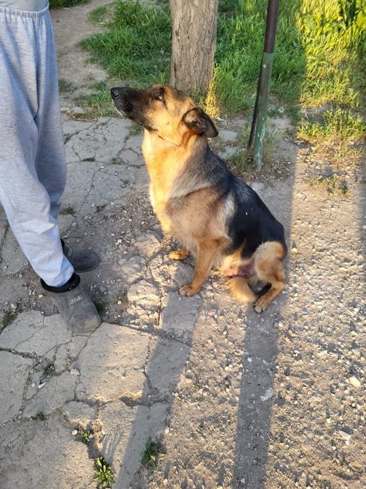 Немецкие овчарки