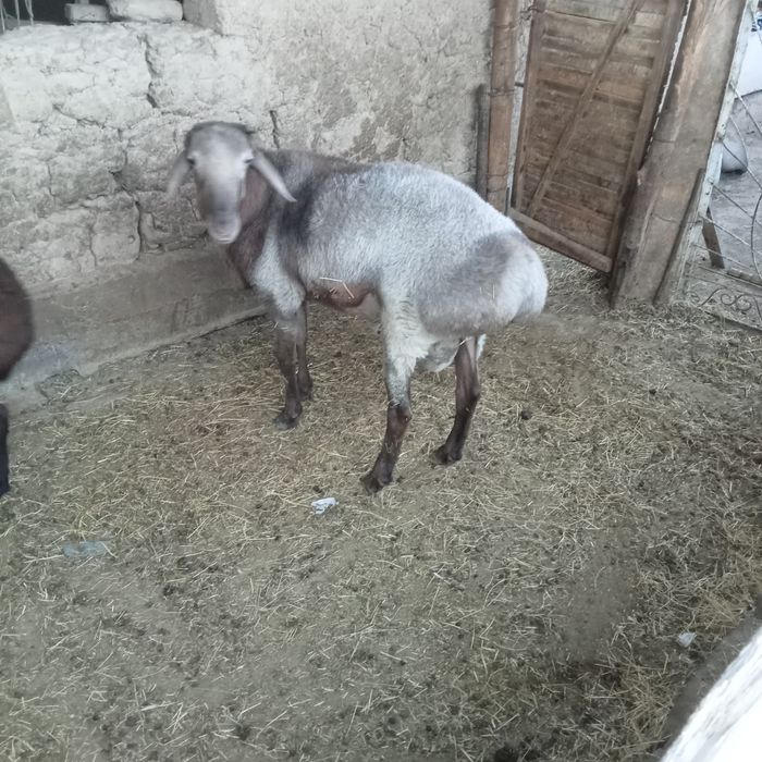 Кошкарлар урыктыкка