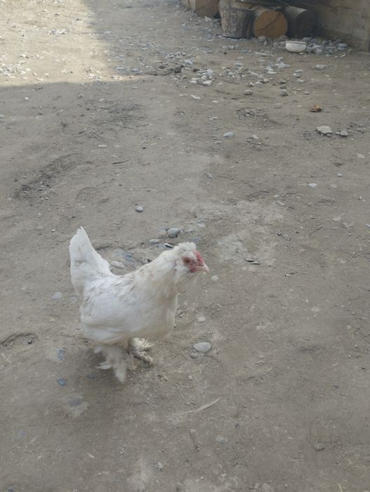 Япон товуклар сотилади, срочно. Хамаси бирхел ёшда, яни 6 - ойда