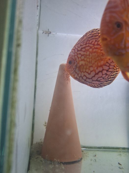 Pești discus de vanzare