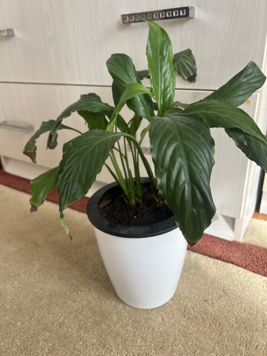 Женское счастье - спатифиллум