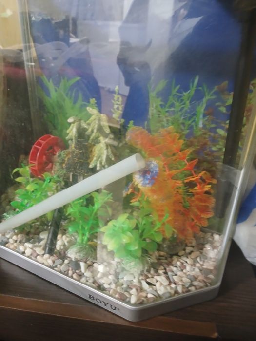 Аквариум без рыбок