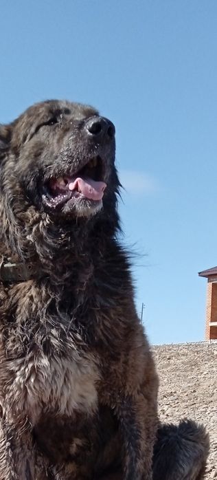 Алабаи пара, мальчик и девочка