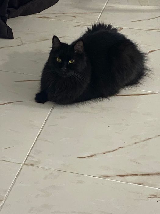 Кота в добрые руки