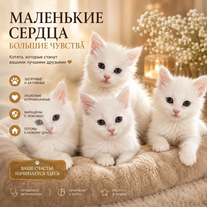 Текинга ва пуллик зур мушукчалар бор