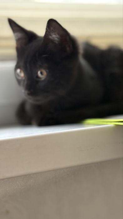 Мысық, тегін беремін