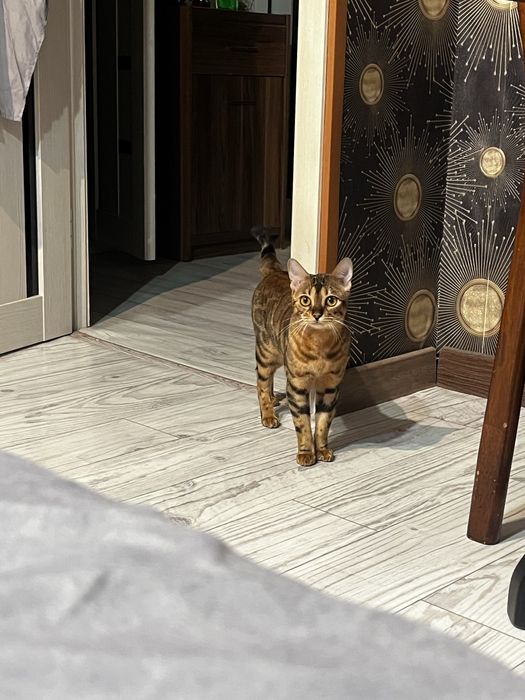 СРОЧНО Продаётся бенгальская кошка девочка