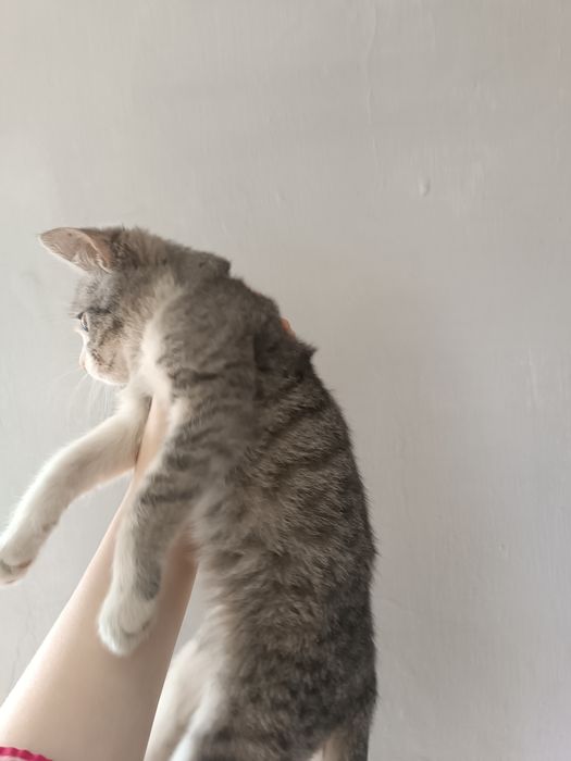 Бесплатно кошечка в добрые руки