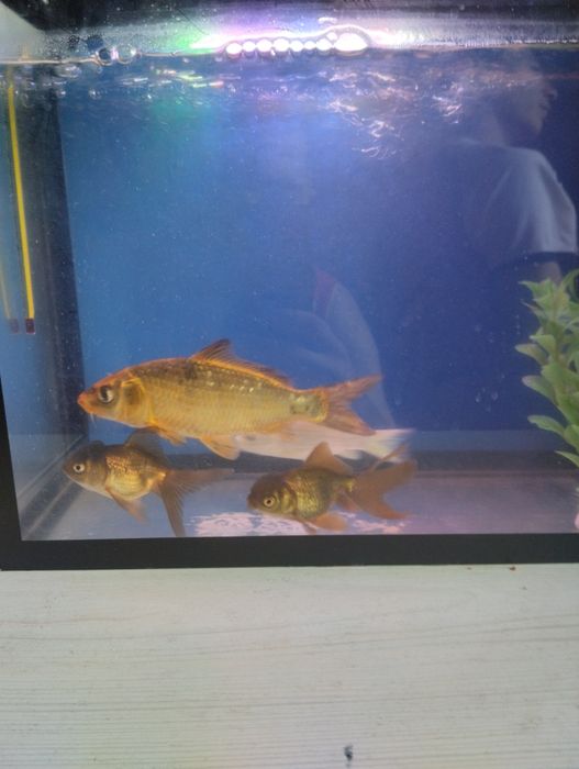 Akvarium baliqlari sotiladi