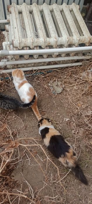 Продам чугунные радиаторы отопления б/у