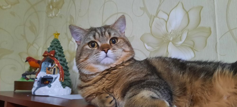 Ищем кошку для вязки. Британский короткошерстный кот.