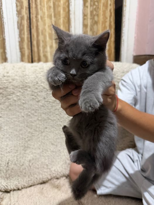 Британски късокосмести котета