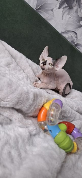 Мальчик сфинкс велюровый