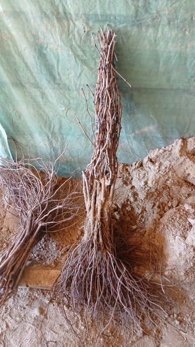 Vand butasi vita de vie anul 2 si 3