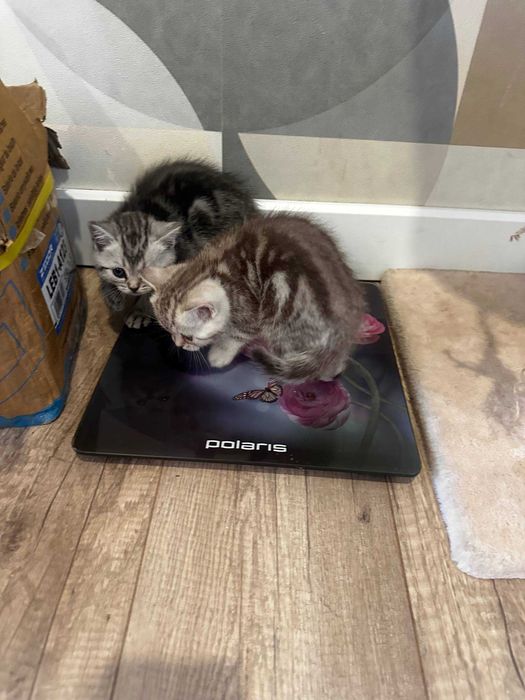 Продам Шотландские котят