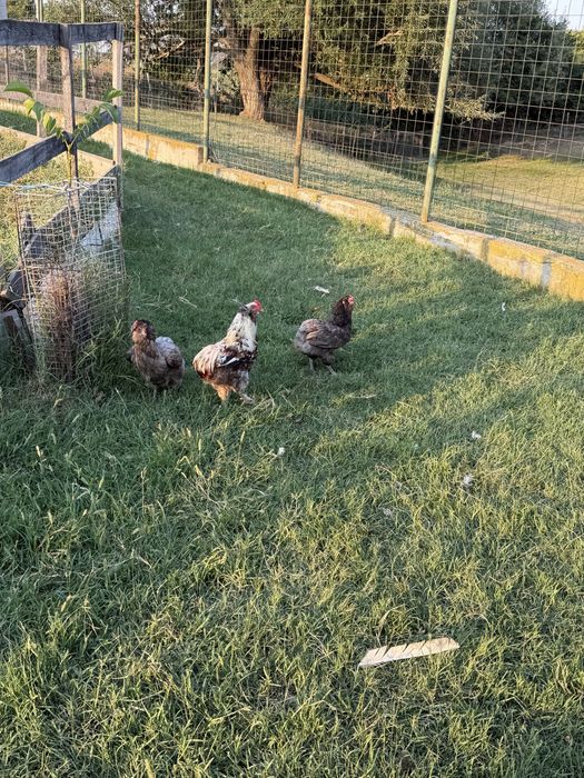 Gaini araucana  tineret