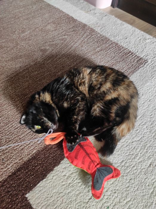 Продаются игрушки рыбки с погремушкой для  активных кошек и собак.