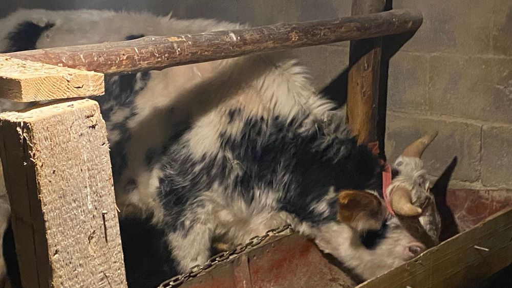 Бука 1,5жасар...