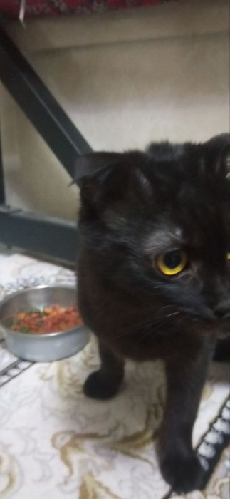 Продаётся породистый кошки