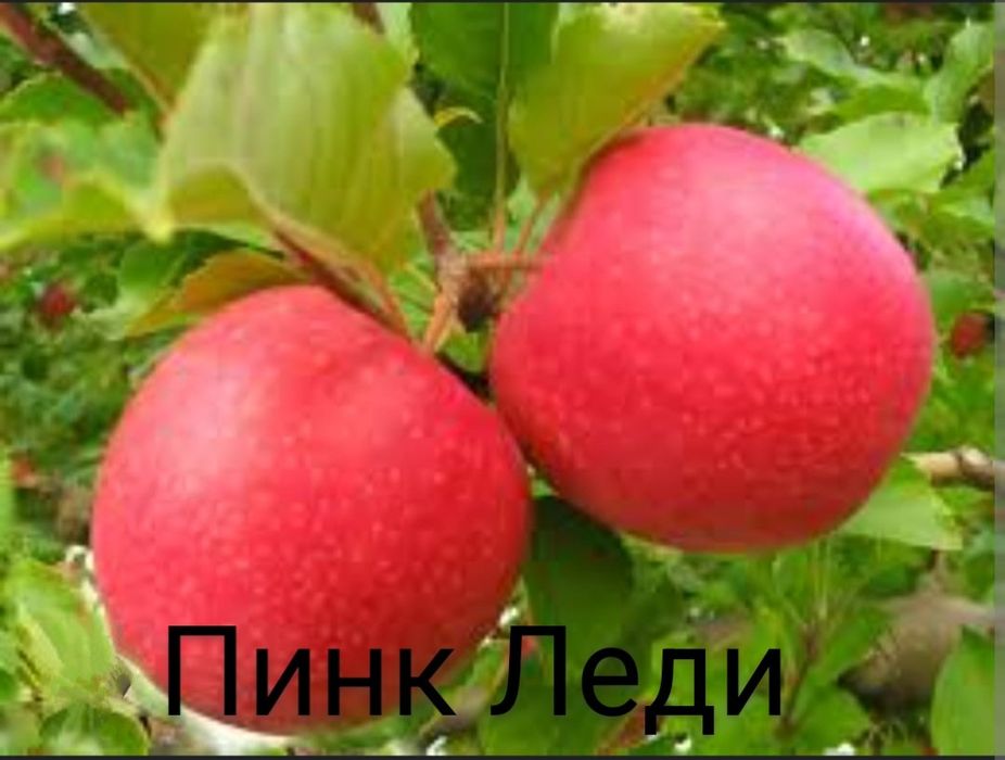 Порно онлайн үлкен жамбас