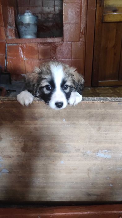 Отдам щенков в добрые руки.