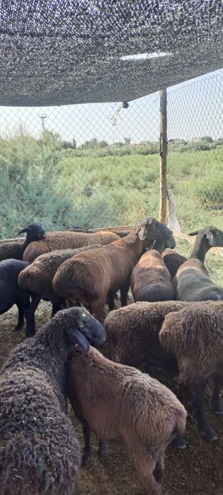 Кошкар сатылады гисары