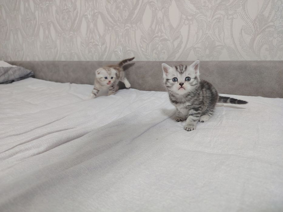 Продам милые котята