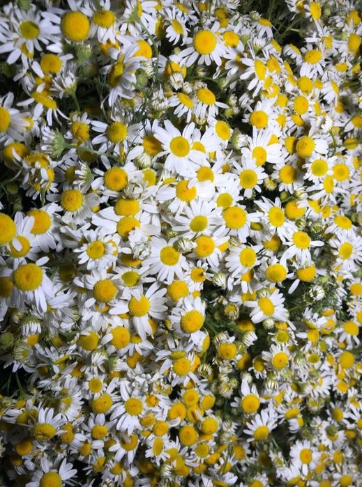 Лекарственные травы.