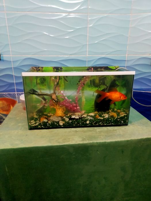 Аквариум в хорошем состоянии