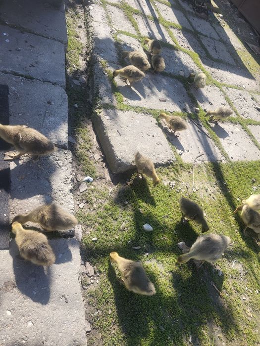 Vând gaste tinere de taiat sau de tinut