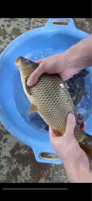 Рыбалочка Серебристые пруды