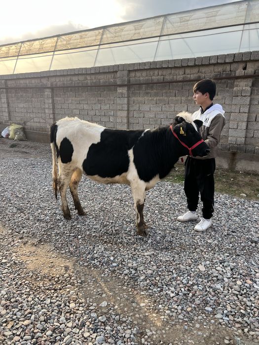 Rasiski g’unajin sotiladi