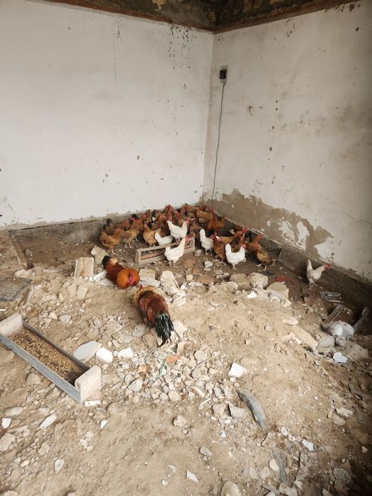 Кучин тауықтары сатылады