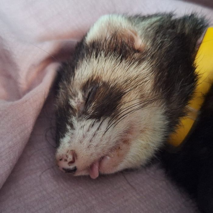 Продам хорька девочку