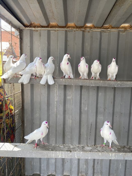 Голуби широкахвостые.