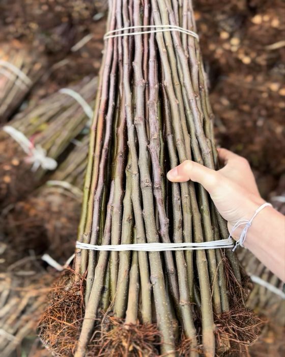 Material saditor pentru pomi fructiferi - Portaltoi de la producator