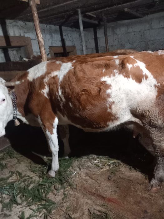 Vand vaca baltata buna de lapte